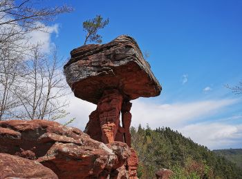 Randonnée A pied Hauenstein - Hauensteiner Nr. 21 - Photo