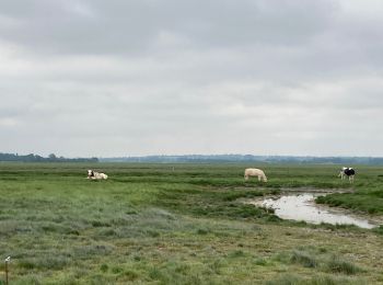 Randonnée Marche Vains - Pointe du Grouin Sud - Marcey les Grèves  - Photo