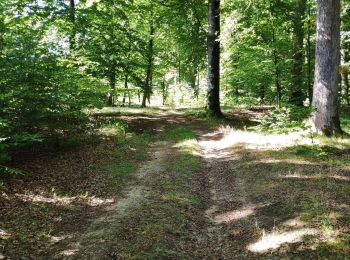 Excursión Senderismo Tintigny - Lahage 15 septembre 2018 - Photo