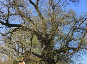 Tour Zu Fuß Eldingen - Südheide 'Wo Jafelbach und Lachte sich küssen' W22m (mittlere Tour) - Photo