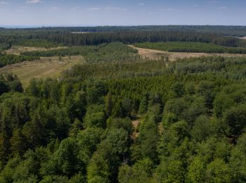 Tour Wandern Tenneville - Balade pédestre de Bilaude - Photo