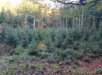 Randonnée Marche Raon-aux-Bois - Circuit Raon aux bois depuis parcours sportif  - Photo