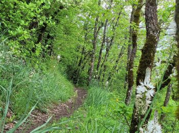 Tocht Stappen Grenoble - 140523 A/R Mont Rachais - Photo