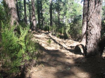 Trail On foot Santa Úrsula - Camino de Candelaria de Santa Ursula - Photo