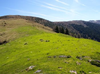 Percorso A piedi Feld am See - Wanderweg 187 (Possegger - Mirnock) - Photo