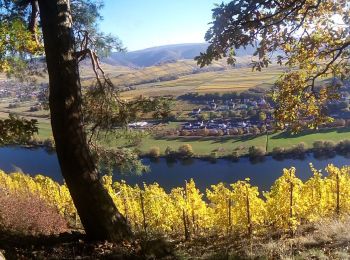 Randonnée A pied Lieser - Rundwanderweg Brauneberg : Jufferweg - Photo