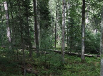 Percorso A piedi Horní Vltavice - Naučná stezka Boubínský prales - Photo