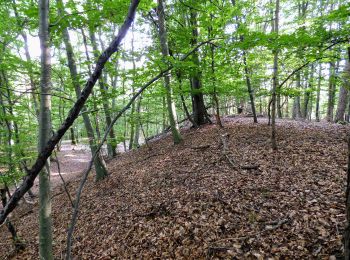 Tour Zu Fuß Tieschen - Naturbühne - Steinbruchweg - Photo