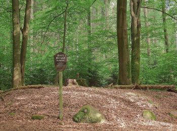 Tocht Te voet Buchholz in der Nordheide - Buchholzer Rundwanderweg 3 - Photo