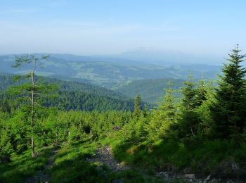 Randonnée A pied Roztoka Ryterska - Rytro Przeł. Żłobki - Photo