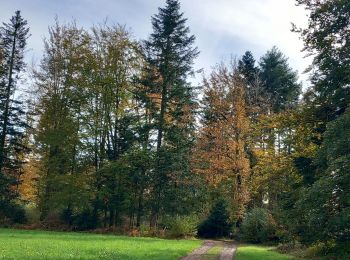 Randonnée Marche Le Val-d'Ajol - valdajol la chaume  - Photo