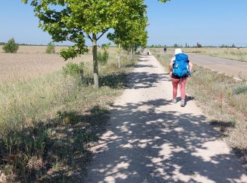 Tour Wandern Bercianos del Real Camino - 2023 18 mansilla - Photo