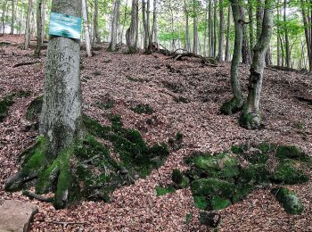 Randonnée A pied  - Wanderweg Bremerhof 2 - Photo