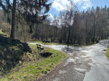 Tour Wandern Monschau - Rando Eifel des jonquilles narcisses 18,3 - Photo