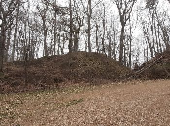 Tocht Te voet Dossenheim - Rundwanderweg Drei Eichen 7 - Photo