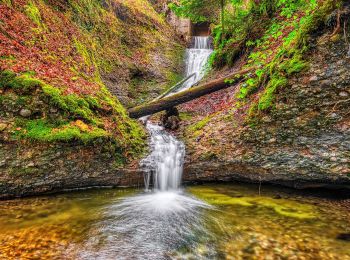 Trail On foot Fischenthal - Tannen - Steg - Photo