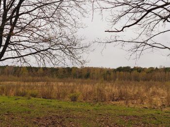 Trail Walking Belœil - Forêt de Stambruges - Photo