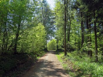 Randonnée A pied Hiltpoltstein - Gräfenberger GrünGelb - Photo