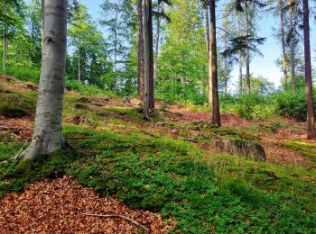 Tour Zu Fuß Przesieka - Piechowice-Słonecznik k. Dużego Stawu - Photo