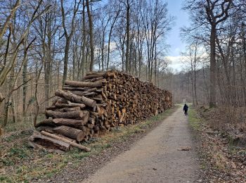 Percorso Marcia L'Étang-la-Ville - Forêt de Marly - Photo