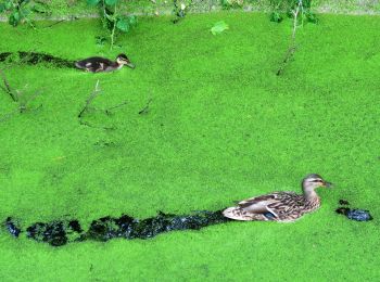 Randonnée Marche Saint-Vigor-d'Ymonville - Tancarville: Les cigognes, les cygnes et la vie sauvage du marais - Photo