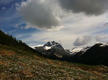 Tour Zu Fuß Bagolino - Valle Dorizzo - Malga Mignolino - Photo