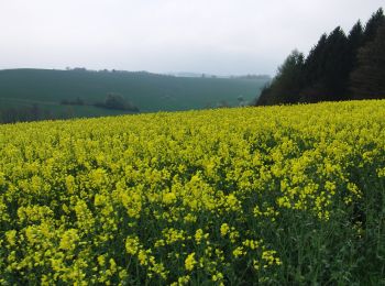 Randonnée A pied Thalheim/Erzgebirge - Rundweg Thalheim - Photo