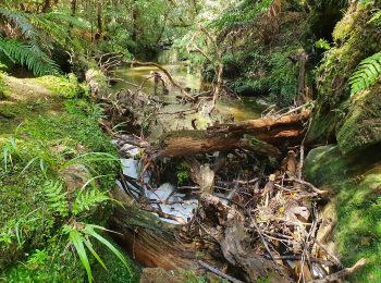 Trail On foot  - Tawarau Falls Loop - Photo