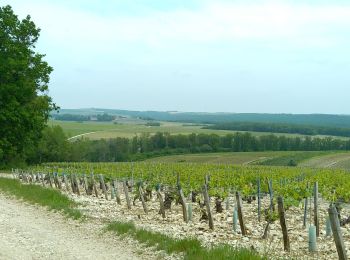 Tour Elektrofahrrad Chablis - Chablis Vaucoupin Gérard 21052023 - Photo