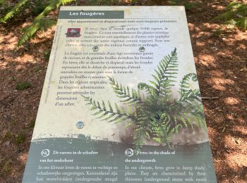 Trail Walking Ottignies-Louvain-la-Neuve - Bois de Lauzelle - Photo