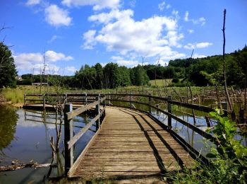 Tocht Te voet Auerbach in der Oberpfalz - Auerbacher Mühlenweg - Photo