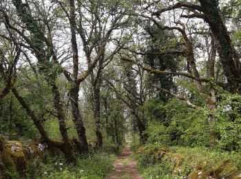 Excursión Senderismo Loubressac - Loubressac-Château des Anglais - Photo