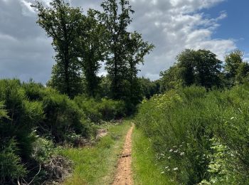 Trail Nordic walking Habscht - Grande boucle Clairfontaine - Photo