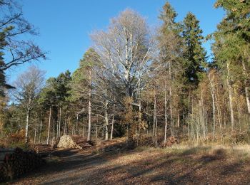 Tocht Te voet Bobritzsch-Hilbersdorf - Rundweg Tännicht - Photo