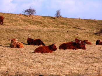 Trail On foot Noord-Beveland - Geele Wandelroute - Photo