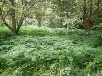 Percorso A piedi Sconosciuto - Castlewellan Forest Park - Annesley Garden Walk - Photo