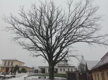 Percorso A piedi  - Rundweg Melchow - Photo