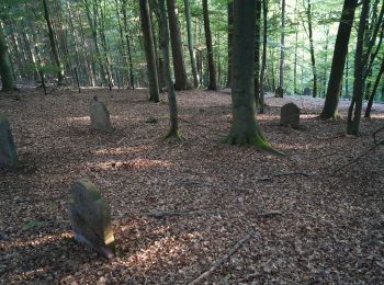 Tocht Te voet Gründau - Rundwanderweg 