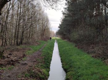 Trail Walking Horst aan de Maas - Schadijkse Bossen - Photo