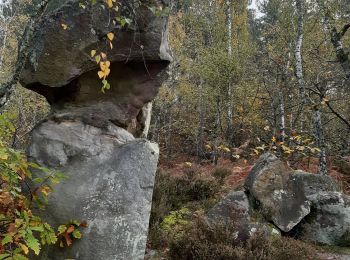 Randonnée Marche Champcueil - Grands Aveaux Videlles - Photo