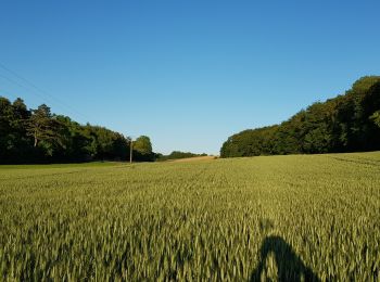 Randonnée Marche Oresmaux - Oresmaux - Photo