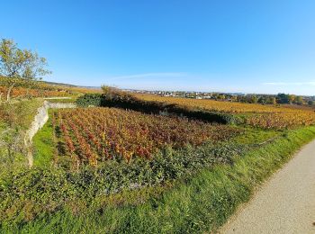 Tour Zu Fuß Beaune - Montagne de Beaune - Photo