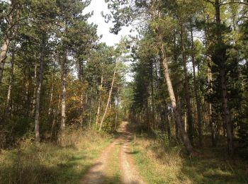 Tocht Te voet Zierenberg - Zierenberg, Rundweg 5 - Photo