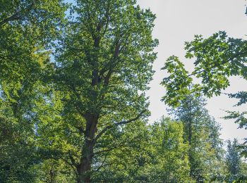 Tocht Te voet Aerzen - AE9 Rundtour auf dem Ahornberg bei Reinerbeck - Photo