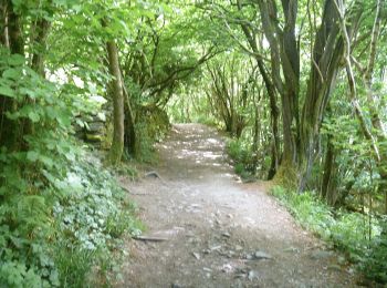 Tour Zu Fuß Craven - Ingleton Waterfalls Trail - Photo