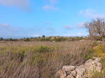 Tour Wandern Leucate - plateau de leucat sud-est sans grand route  - Photo