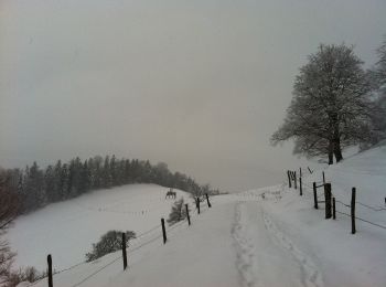 Randonnée A pied Rickenbach (SO) - Rickenbach - Allerheiligenberg - Photo