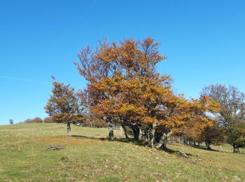 Randonnée Marche Steinbach - Steinbach AN Molkenrain par les cascades du Erzenbach - Photo