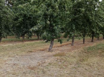 Tour Wandern Mesnil-en-Ouche - st Aubin des Hayes  - Photo