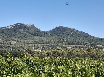 Percorso Marcia Vacqueyras - Vacqueyras : balade dans les vignes - Photo